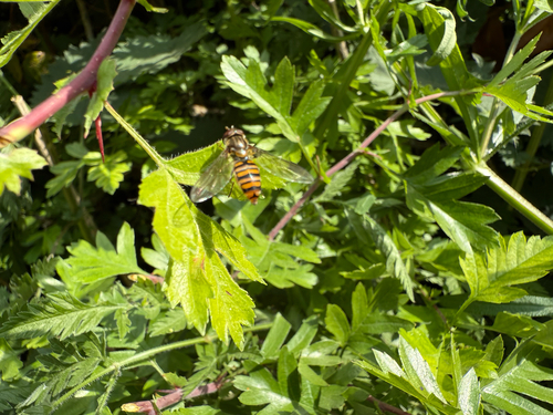 Marmalade Hover Fly