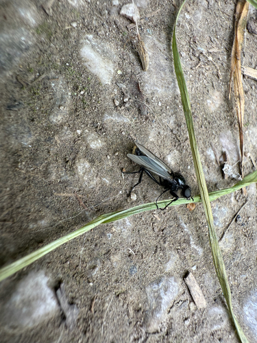 Hawthorn Fly