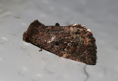 Elusa