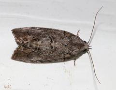 Etanna clopaea