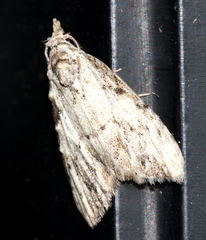 Nola pleurochorda