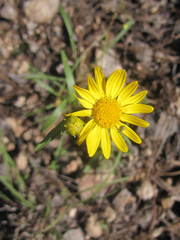 Gutierrezia wrightii