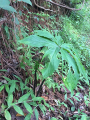 Arisaema macrospathum