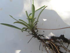 Gutierrezia wrightii