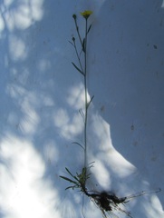 Gutierrezia wrightii