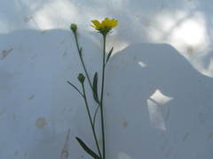 Gutierrezia wrightii