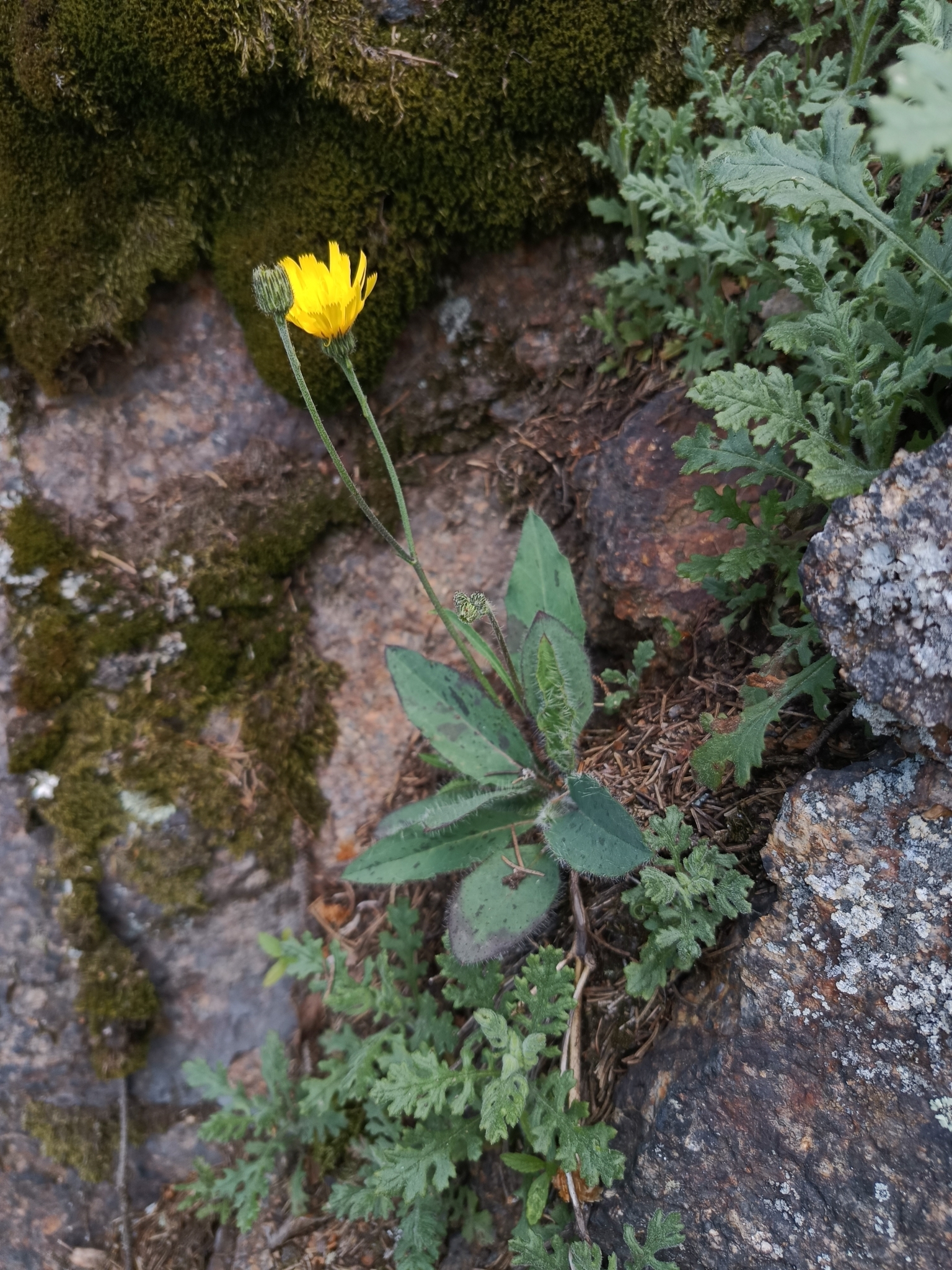 Schmidt's Hawkweed (Hieracium schmidtii)