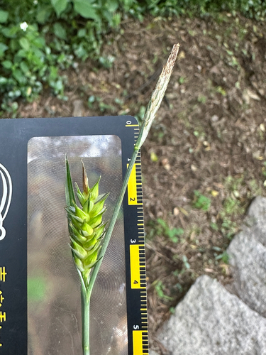 Carex kagoshimensis iNat (2)
