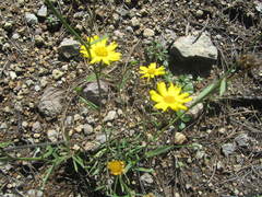 Gutierrezia wrightii