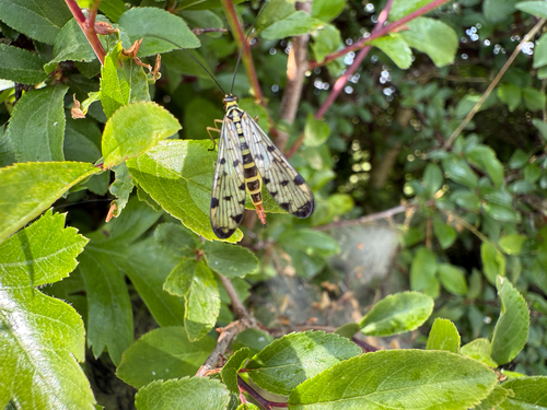 German Scorpionfly