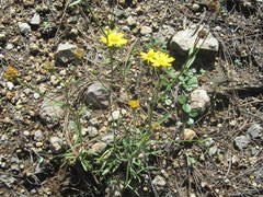 Gutierrezia wrightii