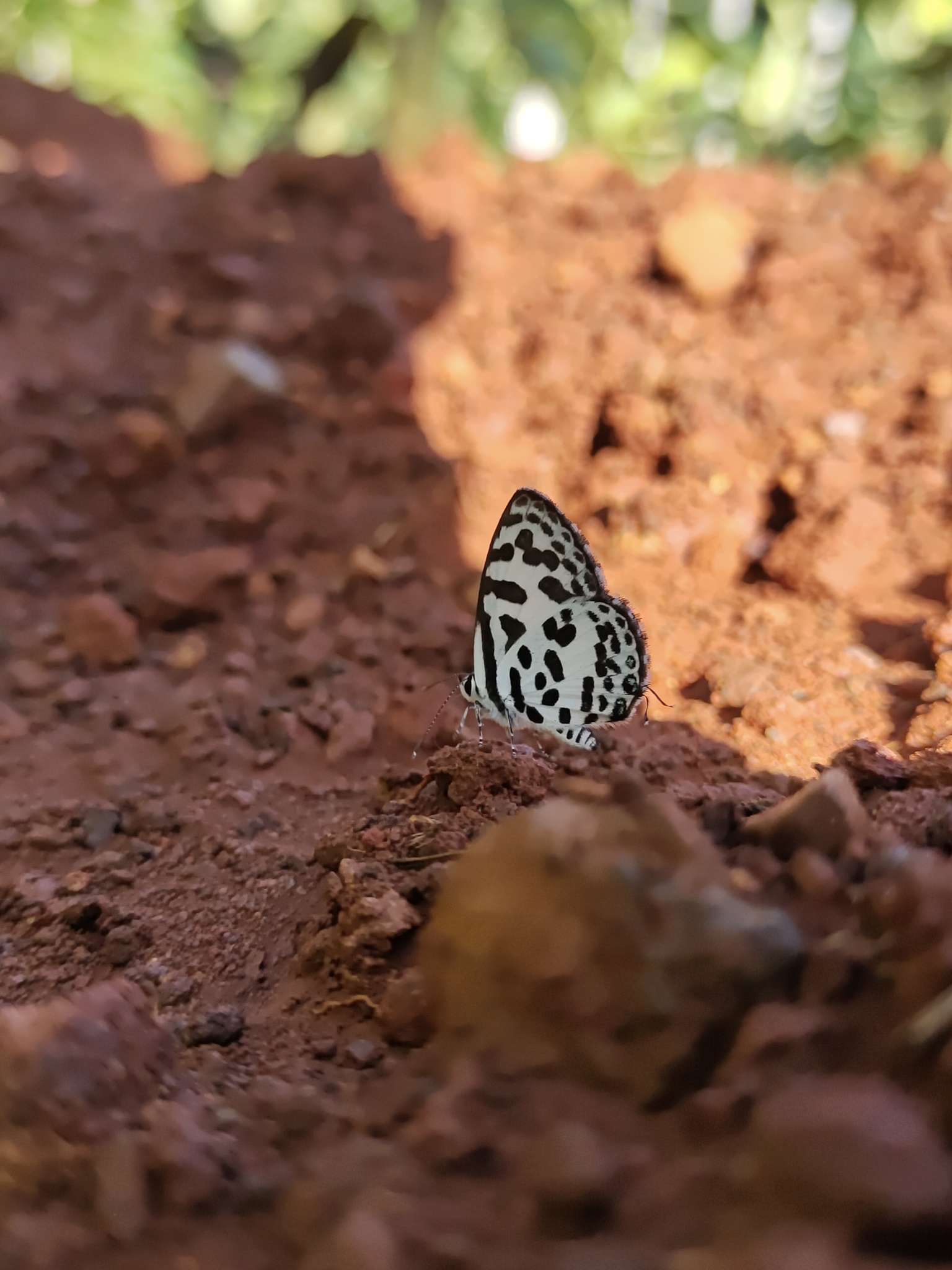 Common Pierrot