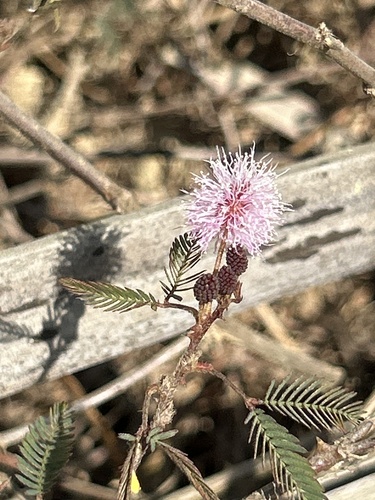 Sensitive Plant