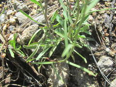 Gutierrezia wrightii