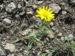 Gutierrezia wrightii