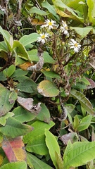 Brachyglottis hectorii