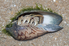 Clibanarius infraspinatus