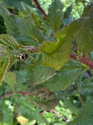 Fourteen-spotted Lady Beetle