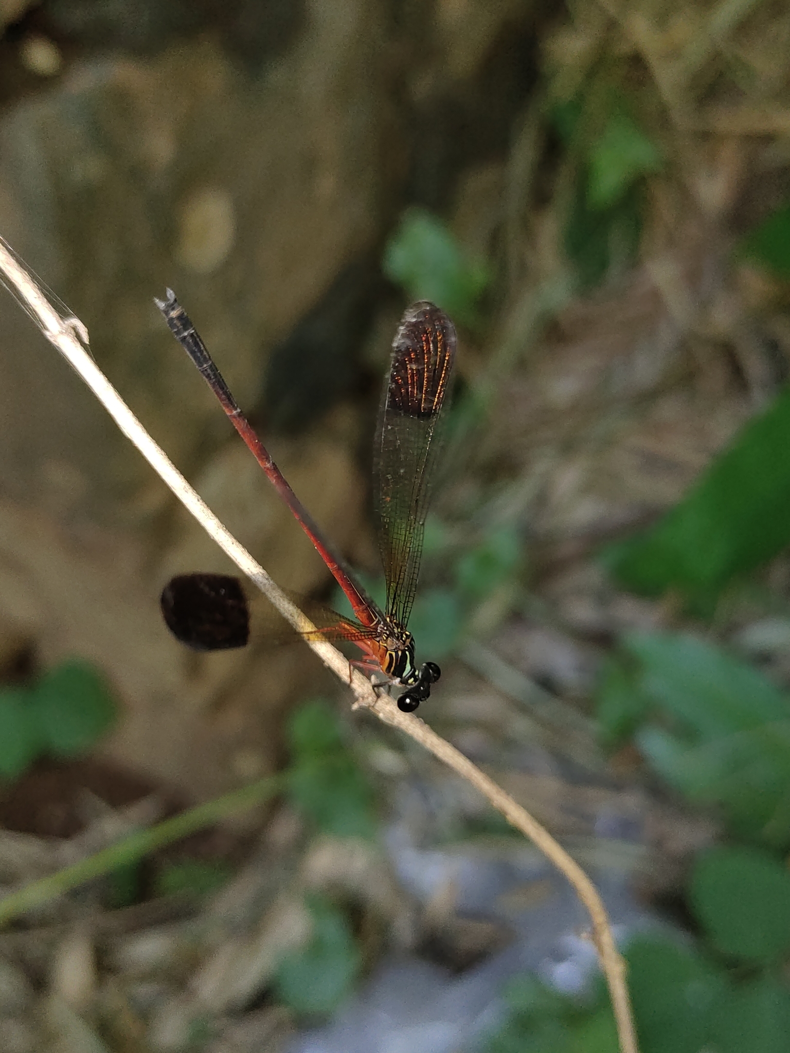 Malabar Satinwing