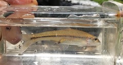 Notropis amplamala
