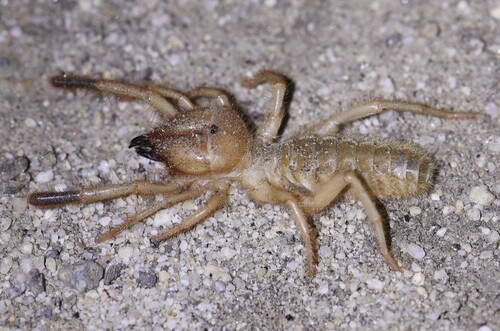Mahoraha Insect Photo 502743640, (c) nmoorhatch, some rights reserved (CC BY), uploaded ...