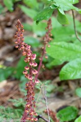 Pterospora andromedea image