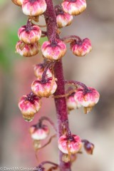 Pterospora andromedea image