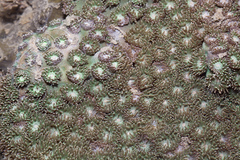 Duncanopsammia peltata