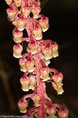 Pterospora andromedea image