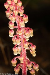 Pterospora andromedea image