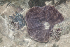 Duncanopsammia peltata