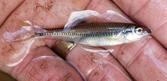 Notropis texanus