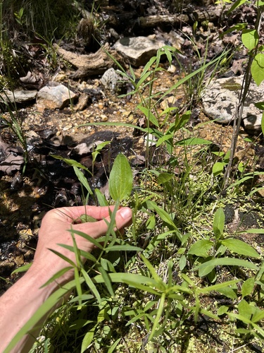 Rudbeckia palustris