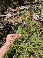 Rudbeckia palustris