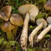 Tricholoma fucatum - Photo (c) Marco Floriani, some rights reserved (CC BY-NC), uploaded by Marco Floriani