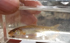 Notropis longirostris