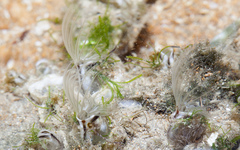 Chelonibia testudinaria