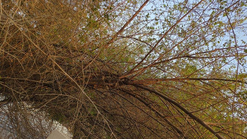 Image of Ziziphus spina by no rights reserved
