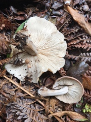 Rhodocollybia laulaha