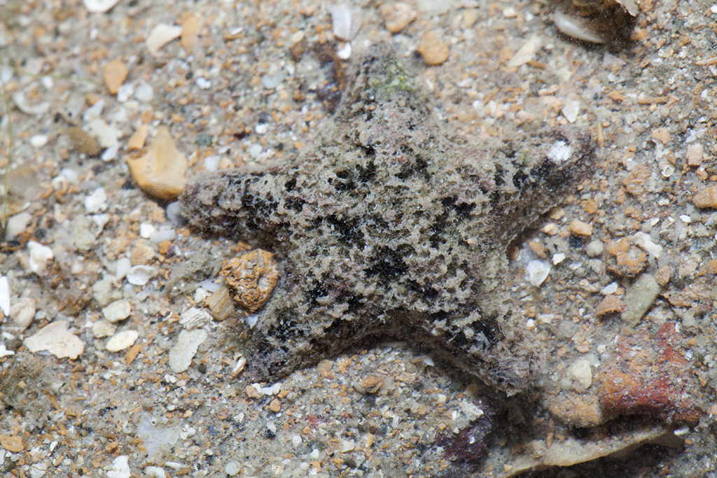 Aquilonastra