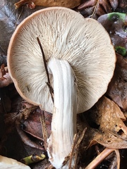Rhodocollybia laulaha
