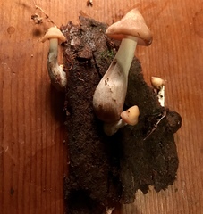 Rhodocollybia laulaha