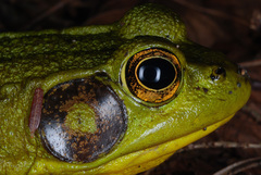 Green Frog photo 3