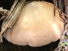 Rhodocollybia laulaha