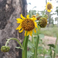 Verbesina tetraptera