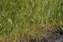 Gentianopsis simplex