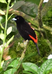 Passerini's Tanager photo 4