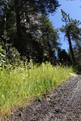 Gentianopsis simplex