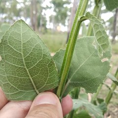 Verbesina tetraptera