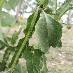 Verbesina tetraptera